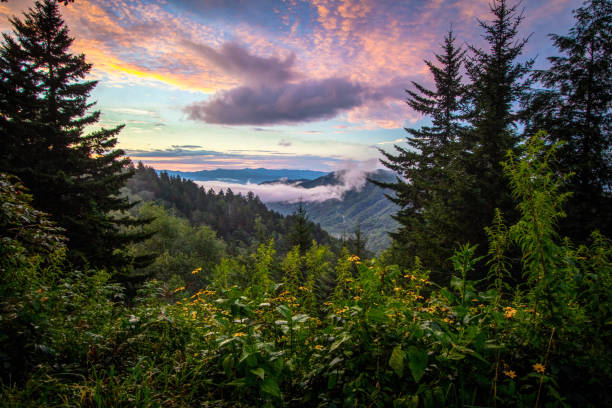 great smoky mountains sunrise over newfound gap - newfound gap stock-fotos und bilder