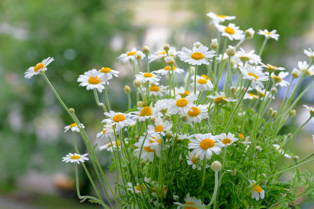 marguerites fleuries. marguerites dans la nature. concept de jardinage - chamomile chamomile plant flower herb photos et images de collection