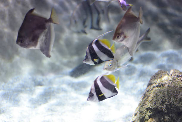 istock Saltwater fish swimming in aquarium. 1277227386