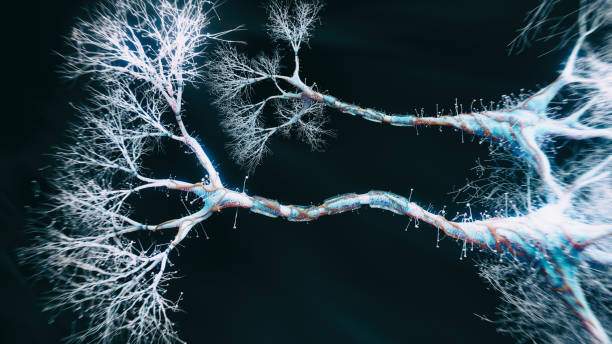 нейронные клетки крупным планом зрения - nerve cell brain human cell human nervous system стоковые фото и изображения