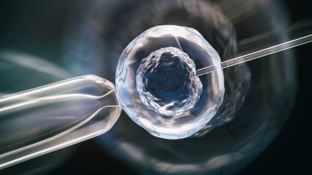 체외 수정 - human fertility artificial insemination embryo human egg 뉴스 사진 이미지