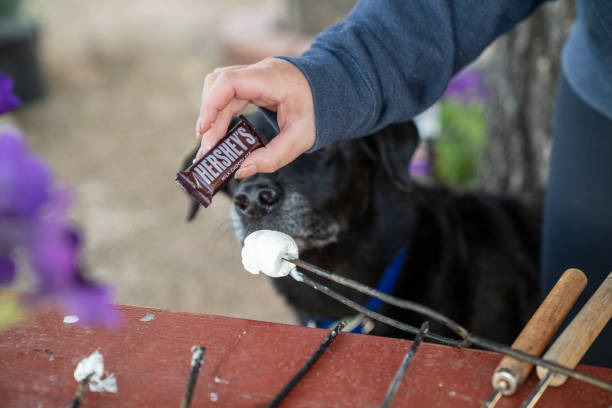 girl making smores holds up a hersheys chocolate bar, teasing a dog - hersheys imagens e fotografias de stock