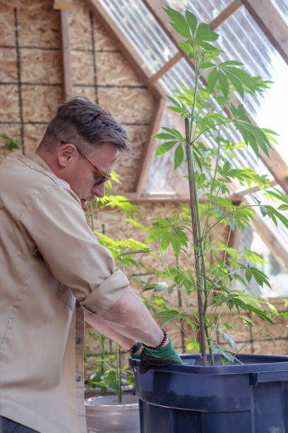istock Gardener working with his plants on a summer evening 1277237774