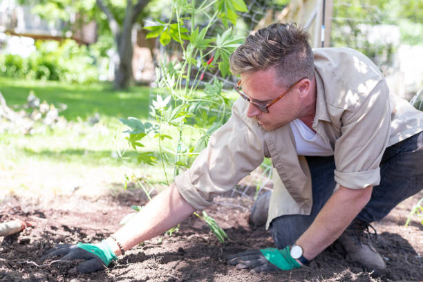 istock Gardener working with his plants on a summer morning 1277237782