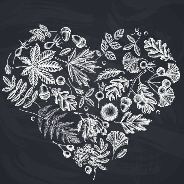 дизайн сердца с меловым папоротником, собачьей розой, рябиной, гинкго, кленом, дубом, конский каштан, каштан, боярышник - hawthorn square shape square leaf stock illustrations