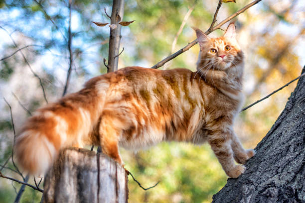 istock A big red maine coon kitten sitting on a tree. 1277239927