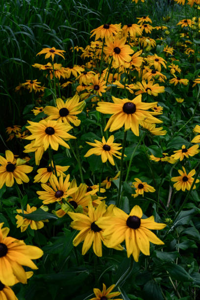 istock Brown eyed Susan flower 1277240694