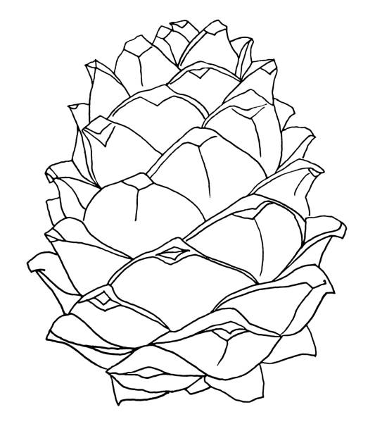 черная линия искусства реалистичный кедр сосновый конус изолированы на белом фоне. художественная творческая природа ручной работы объек� - pine nut nut isolated pine cone stock illustrations
