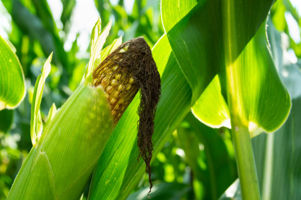 close up on a corn cob, sunny day view - agriculture close up corn corn on the cob imagens e fotografias de stock