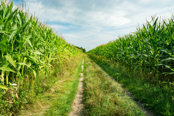 istock Ground road in maize field, sunny day 1277242678