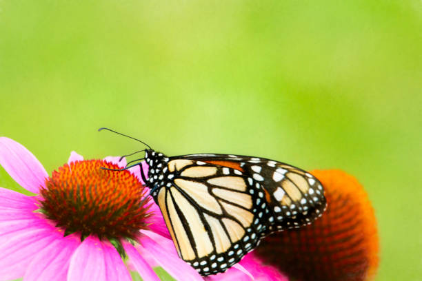 istock Butterfly - Monarch on a Coneflower close-up 1277244283