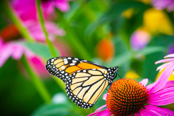 Butterfly - Monarch on a Colorful Coneflowers