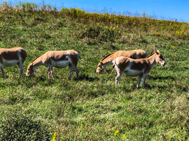 istock Group of wild horses in grassy field 1277244342