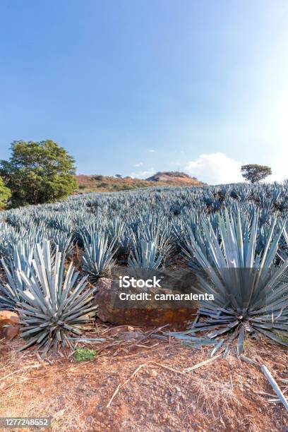https://media.istockphoto.com/id/1277248552/photo/landscape-of-planting-of-agave-plants-to-produce-tequila.jpg?s=612x612&w=is&k=20&c=aiTK8pY1MFCVQMoqpoxA24mXyg3Yld5-LN2nVzXeL9o=
