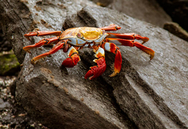 istock Sally Lightfoot Crab on Rock 1277249483