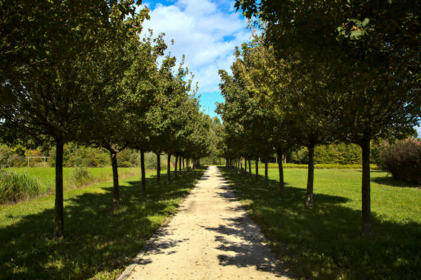 istock Path bordered by trees in a park in the countryside in autumn 1277249739