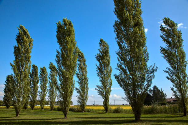 istock Lines of cypresses in a park in autumn 1277249775