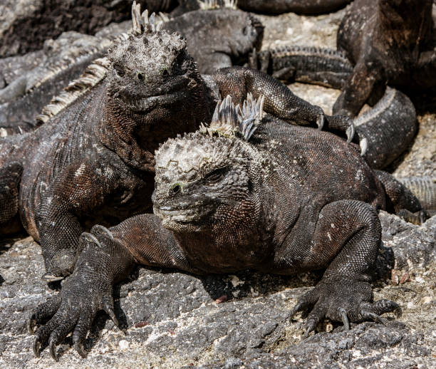 istock Marine Iguanas Sunning on Rock 1277249814