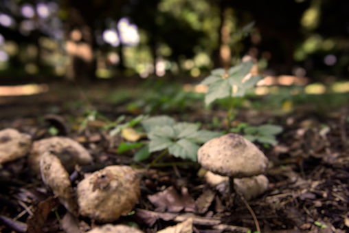 Defocused blurred view of Poisonous Mushrooms in the dark Forest.
