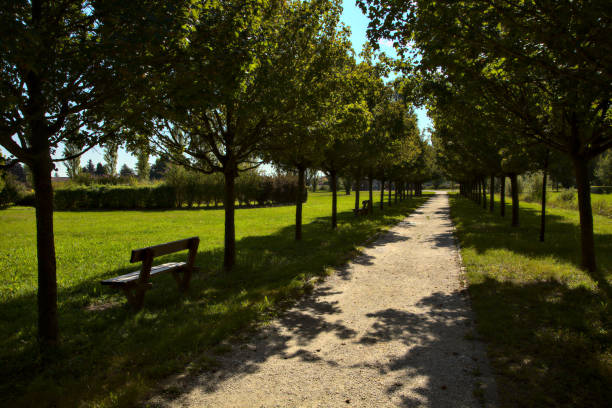 istock Path bordered by trees in a park in the countryside in autumn 1277250068