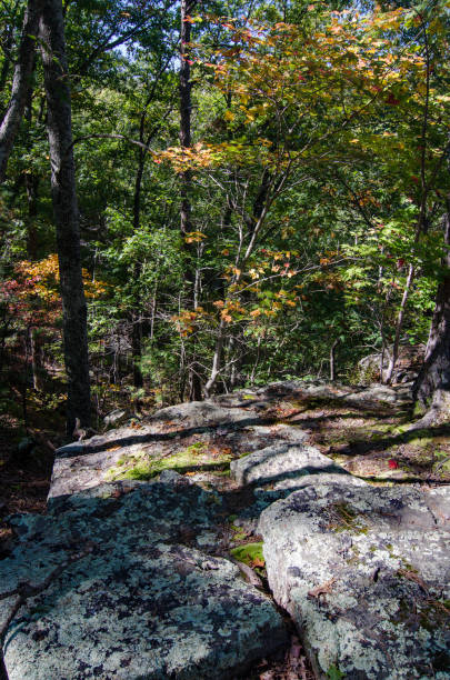 istock Hawn State Park - Lichen-Covered Rocks & Forest 1277251017