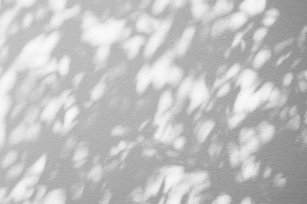 istock abstract blur of shadows leaf on white cement wall background 1277251621