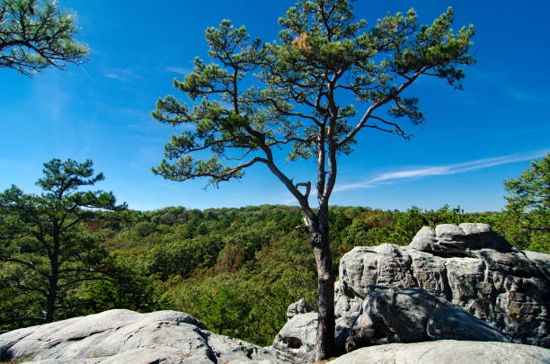 istock Pickle Springs Natural Area - Pine Tree In Weathered Rock 1277251704