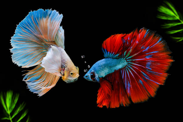 istock Siamese fighting fish on a black background with green algae. 1277253950