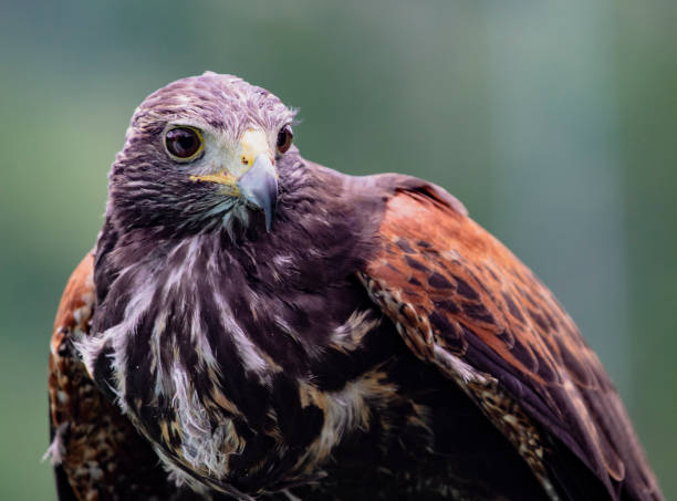 istock Close-up of immature Black-Chested Buzzard-Eagle head 1277253960