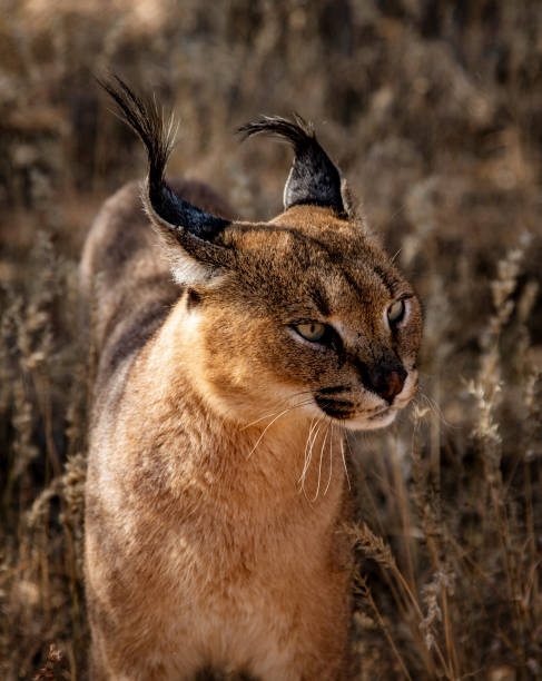 istock Caracal cat scans his surroundings 1277254062