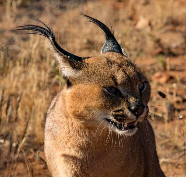 istock Caracal cat scans his surroundings 1277254645