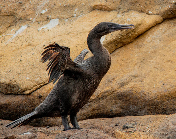 istock Flightless Cormorants Spreads Wings 1277254909