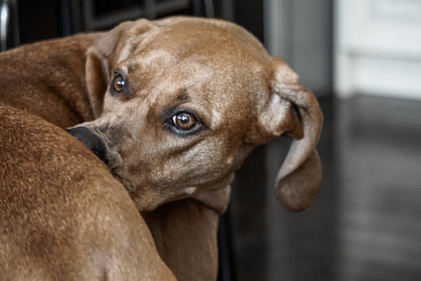 レッドボーンクーンハウンド面白い顔 - redbone coonhound ストックフォトと画像