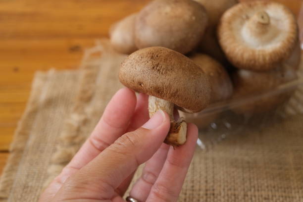 istock Chinese mushroom or Shitake mushroom 1277256398