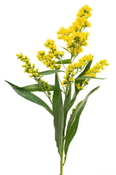 Flowering goldenrod - a medicinal, ornamental and honey plant isolated on a white background