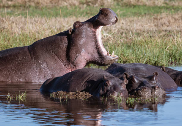 istock One hippo yawns, to show power over other prostrate hippos 1277257315