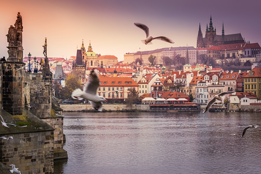 Prague panorama with birds flying and Charles Bridge at sunrise – Czech Republic