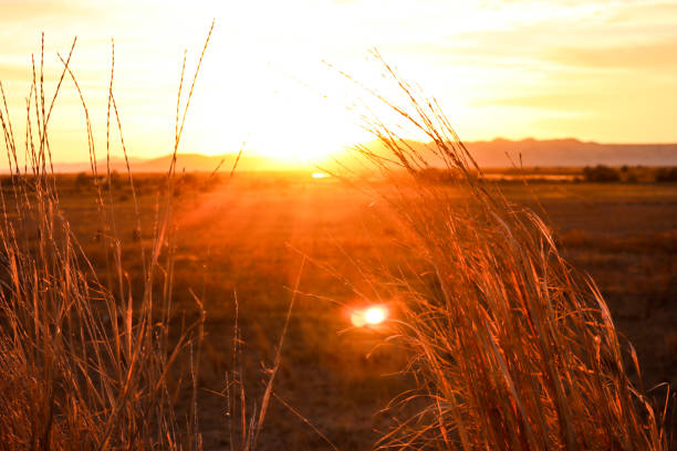 istock Desert Grass at Sunset with golden flair 1277258407