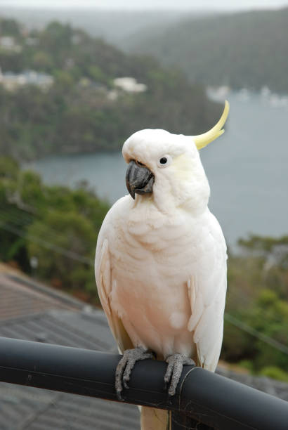 istock Cockatoo with a beautiful background 1277259567