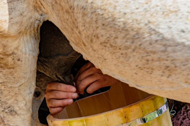 istock Woman milks a horse 1277260729