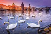 Prague panorama with swans and Charles Bridge at sunrise – Czech Republic