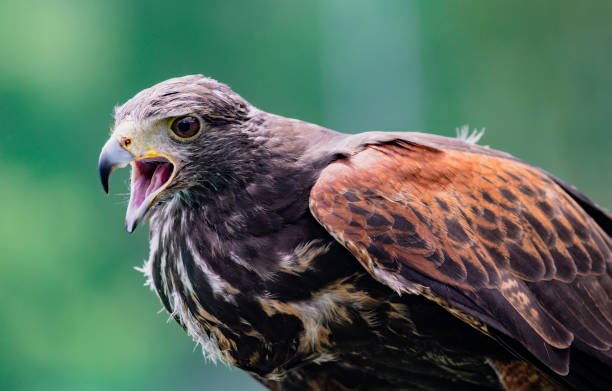 Close-up of immature Black-Chested Buzzard-Eagle head Close-up of immature Black-Chested Buzzard-Eagle head at a bird rescue center in Ecuador spotted eagle stock pictures, royalty-free photos & images