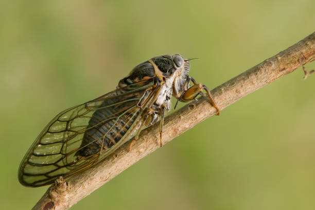 istock Insect cicada sits on forest plant on a summer day in the meadow 1277261648