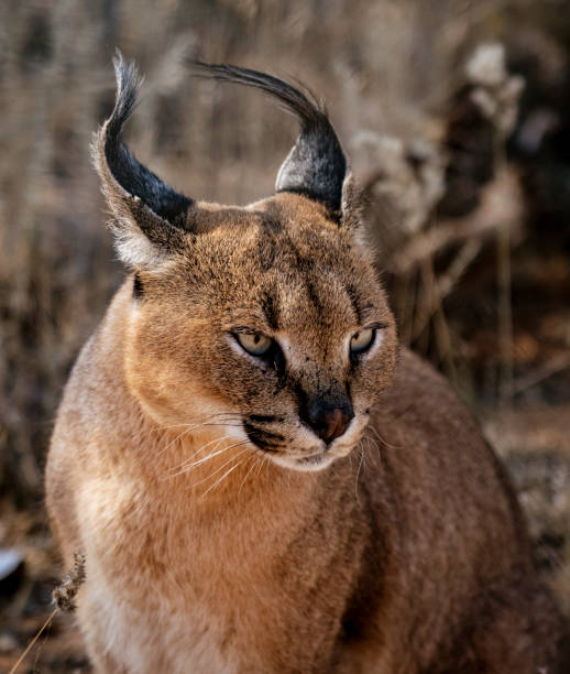 istock Caracal cat scans his surroundings 1277262607