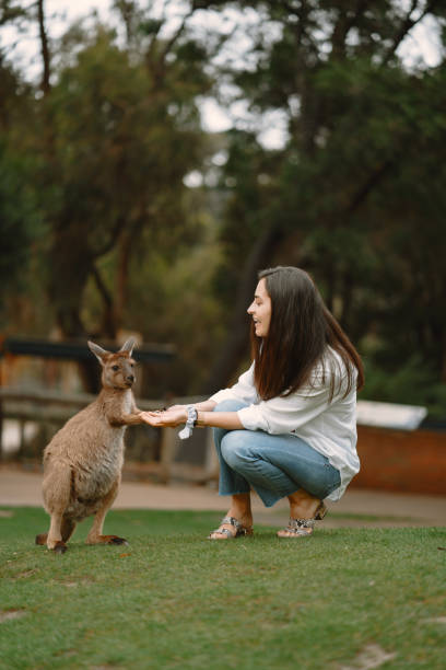 istock Woman at a reserve is playing with a kangaroo 1277263077