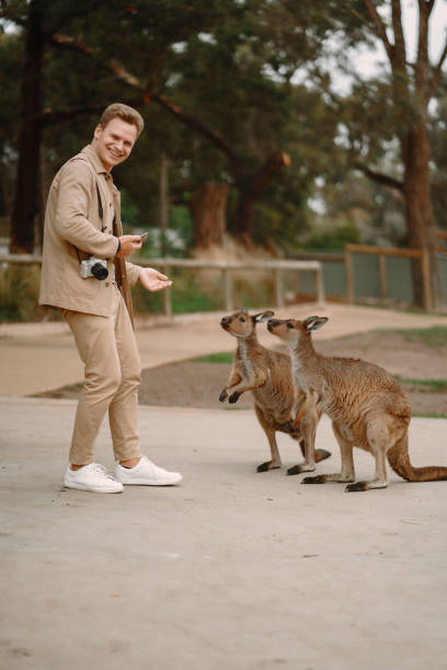 istock Man in the reserve is playing with a kangaroo 1277263083