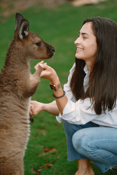 istock Woman in the reserve is playing with a kangaroo 1277263142