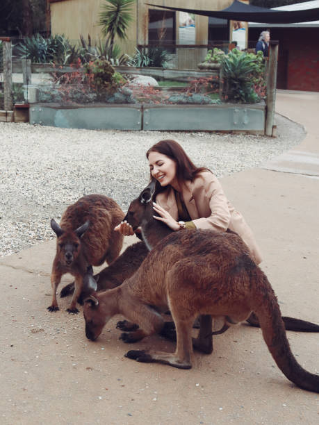 istock Woman in the reserve is playing with a kangaroo 1277263673