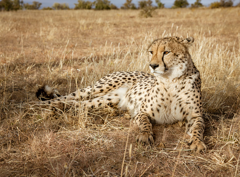 Adult cheetah lies down in dry grass in Namibia