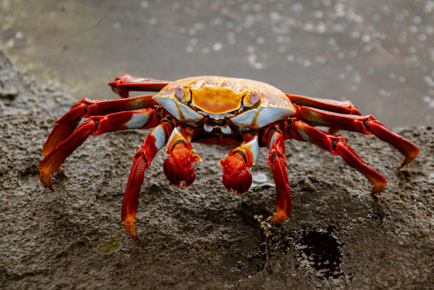 istock Sally Lightfoot Crab on Rock 1277265686